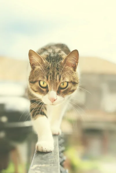 Foto del gato — Foto de Stock