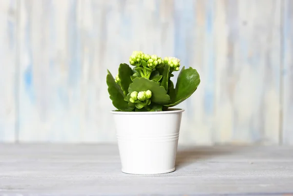 Bílá kalanchoe Foto — Stock fotografie