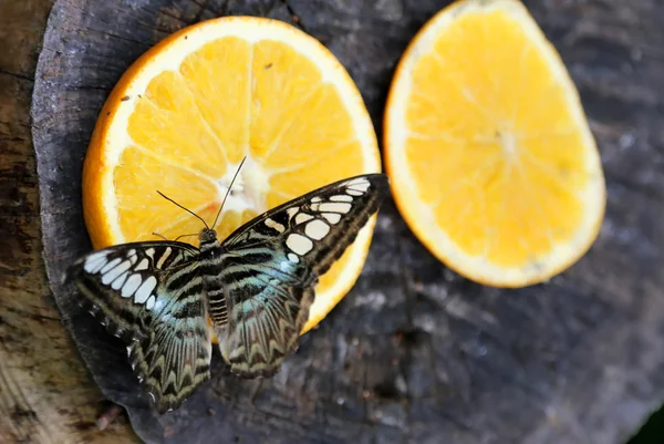One butterfly photo — Stock Photo, Image