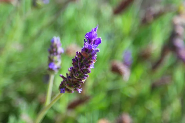 Lavender flower photo — Stock Photo, Image