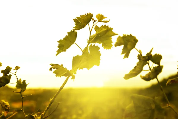 Vinha ao pôr-do-sol — Fotografia de Stock