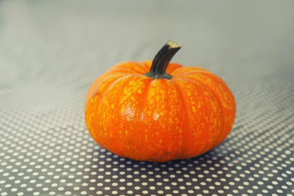 Laranja foto abóbora — Fotografia de Stock