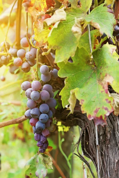 Wijngaard Etna Sicilië — Stockfoto