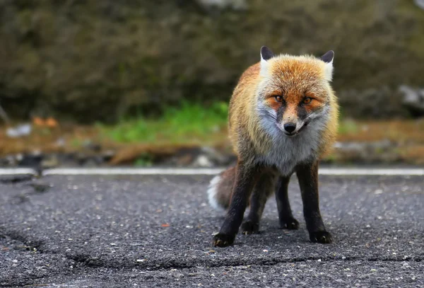 Red fox photo — Stock Photo, Image