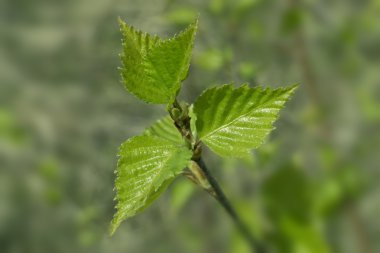 Genç bahar yeşil yapraklar huş ağacı