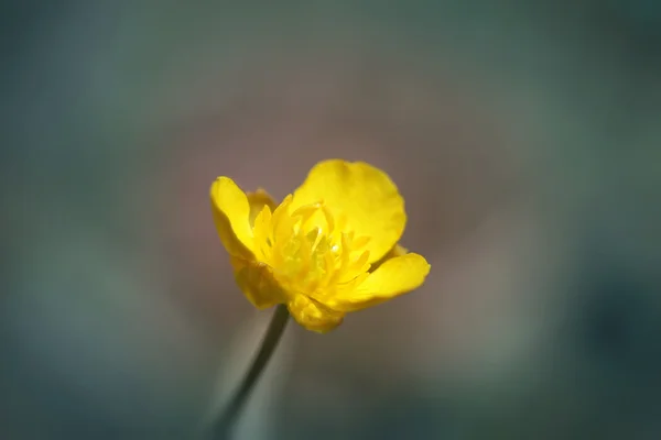 Yellow small flower — Stock Photo, Image