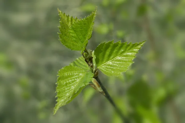 Молоді весняні зелені листя берези — стокове фото