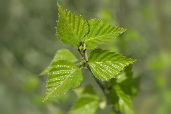 Весенние зелёные листья березы — стоковое фото