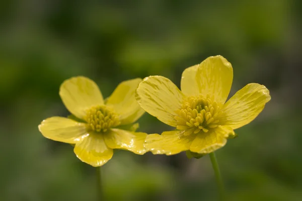 Yellow small flowers — Stock Photo, Image