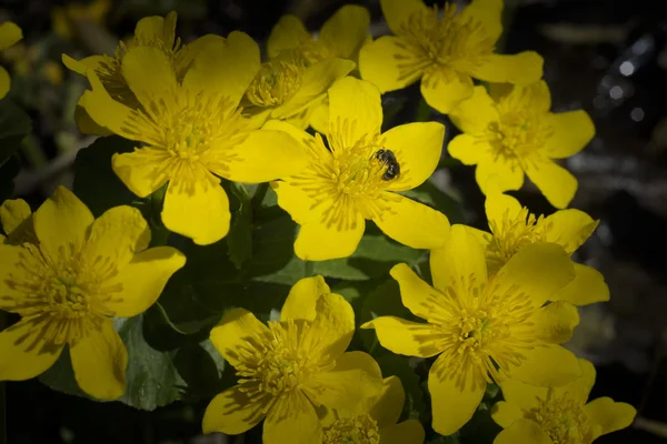 Divoké včely na žluté květy na louce — Stock fotografie