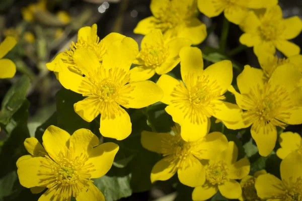 Yellow flowers in the meadow — Stock Photo, Image