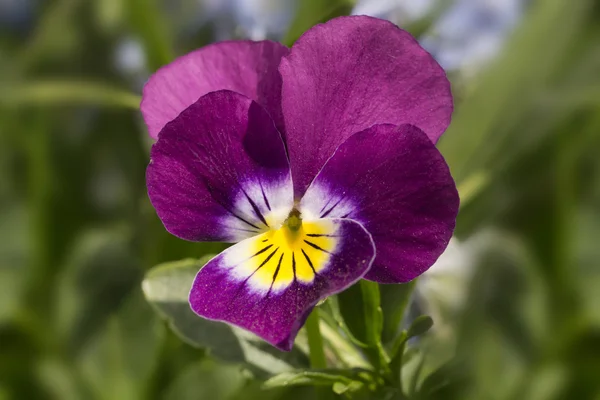 Pansy flower — Stock Photo, Image