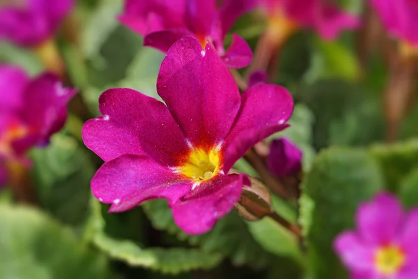 Pink flower — Stock Photo, Image