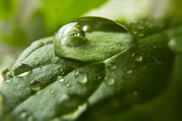 Gotas de água na folha verde — Fotografia de Stock