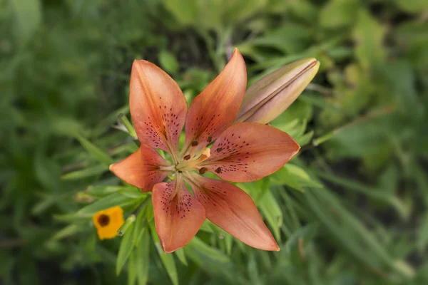 Pink lily flower — Stock Photo, Image