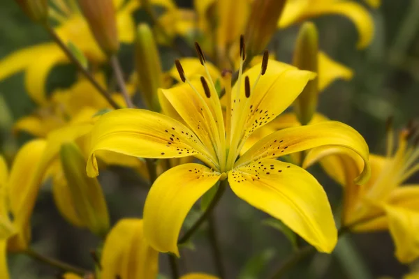 Gelbe Lilienblüten — Stockfoto