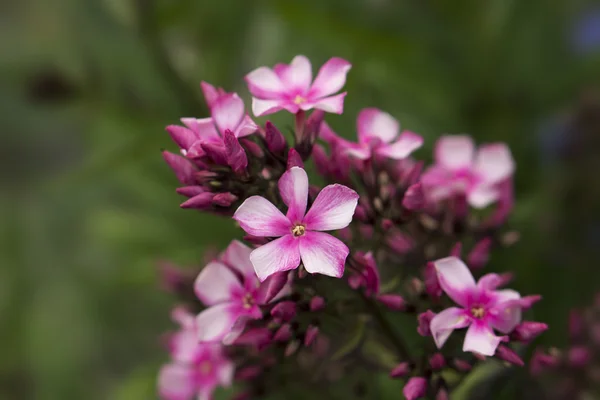 Pink primula flower — Stock Photo, Image