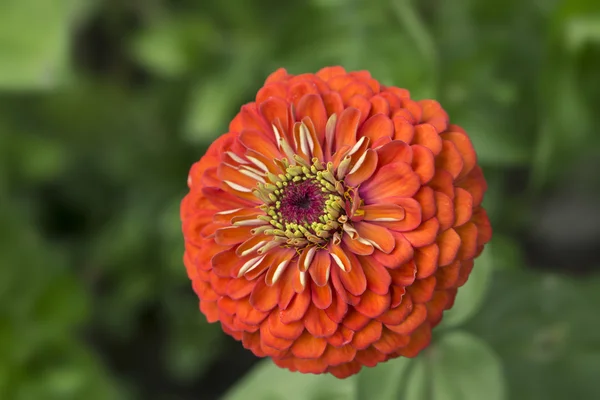 Flor de zinnia roja — Foto de Stock