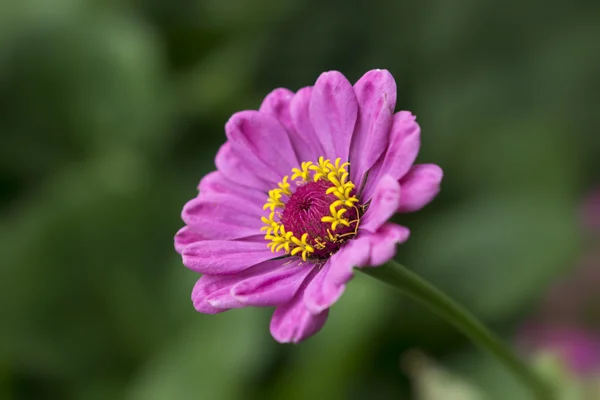 Pink zinnia flower — Stock Photo, Image