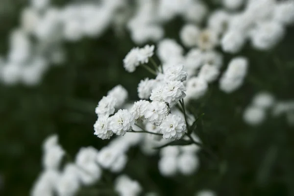 Vit brudslöja blommor — Stockfoto