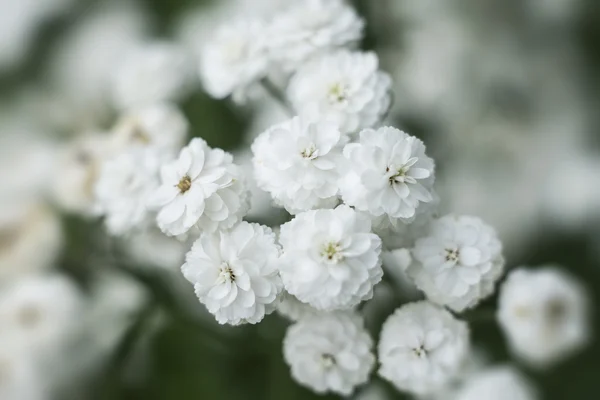 White gypsophila flowers — Stock Photo, Image