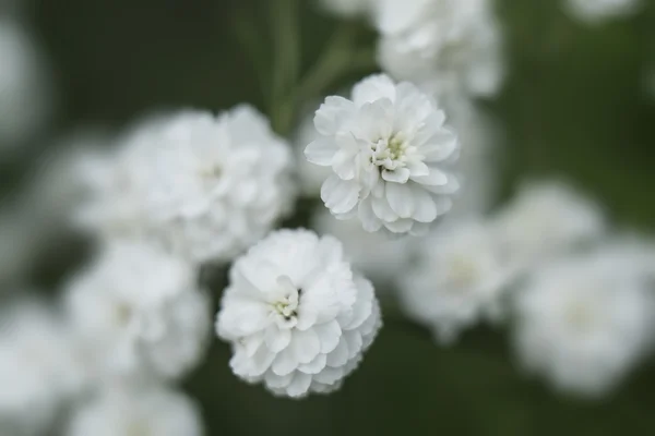 White gypsophila flowers — Stock Photo, Image