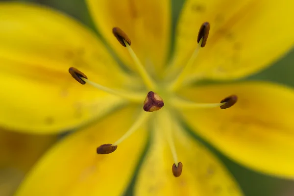 Makroaufnahme der gelben Lilienblüte — Stockfoto