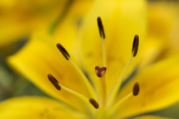 Makroaufnahme der gelben Lilienblüte — Stockfoto