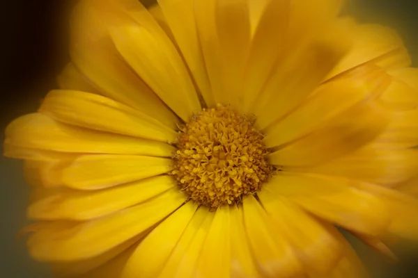 Flor de caléndula naranja — Foto de Stock