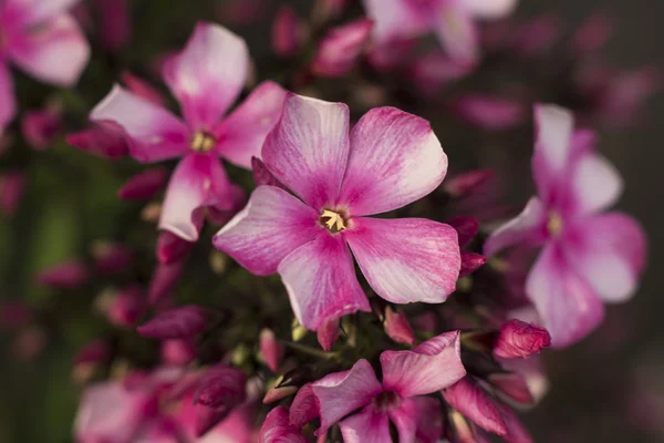 Macro shot of pink primula flower — Stock Photo, Image