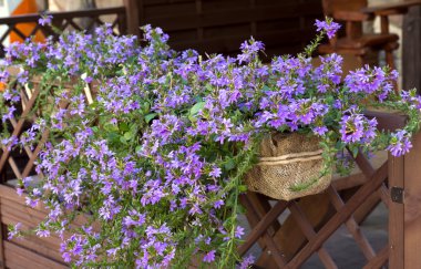 Scaevola aemula. Güney Avustralya çiçek.