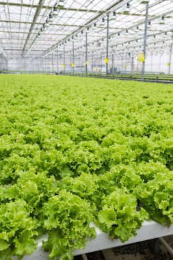sera içinde büyüyen hydroponic sebzeler.