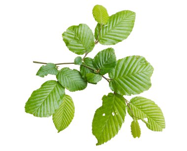 beyaz zemin üzerine ela grove Şubesi