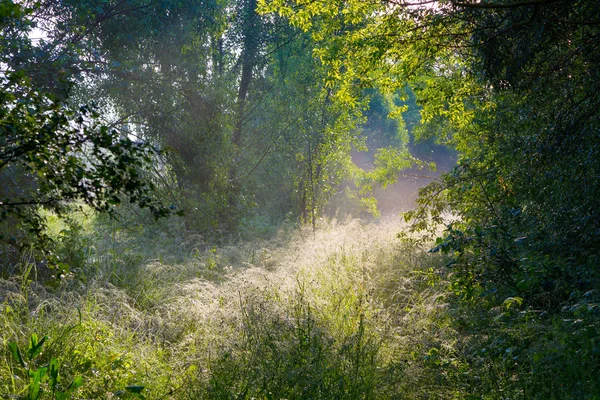 Bosque en las afueras de una mañana soleada . —  Fotos de Stock
