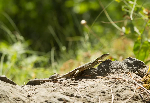 Um lagarto de parede comum (podarcis muralis) se aquecendo ao sol . — Fotografia de Stock