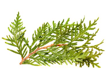 Mazı ağaçlarının yaprakları