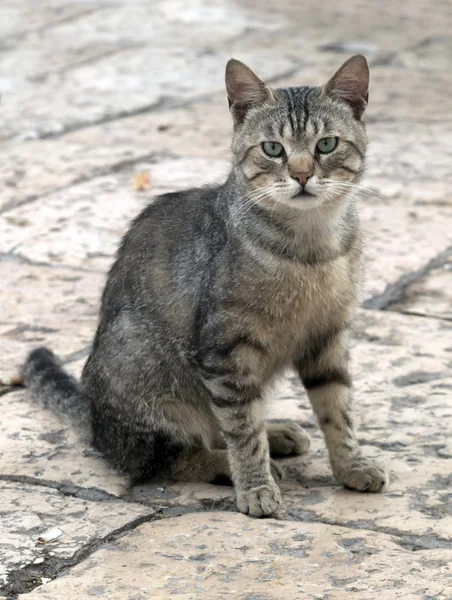 Cat on the old cobblestones — Stock Photo, Image