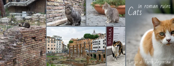 Collage - Cats in Rome — Stock Photo, Image