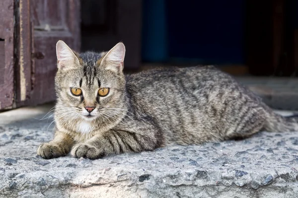 Close-up of a street cat sitting on a threshold — Stock Photo, Image