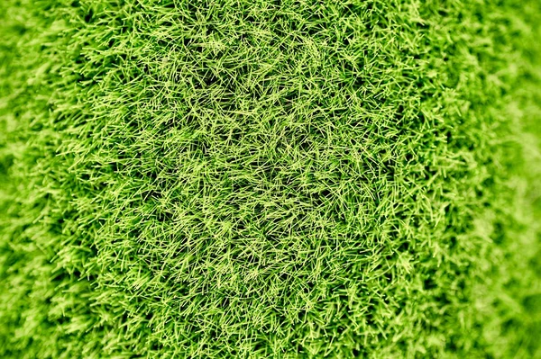 Grass Close Up — Stock Photo, Image