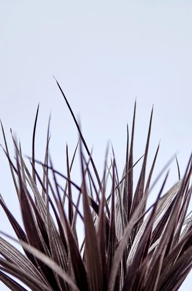 Artificial Indoor Plant — Stock Photo, Image