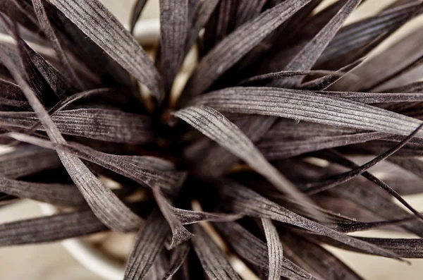 Artificial Indoor Plant — Stock Photo, Image