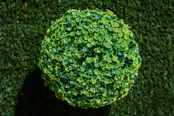 Uma Foto Estúdio Uma Planta Vaso — Fotografia de Stock