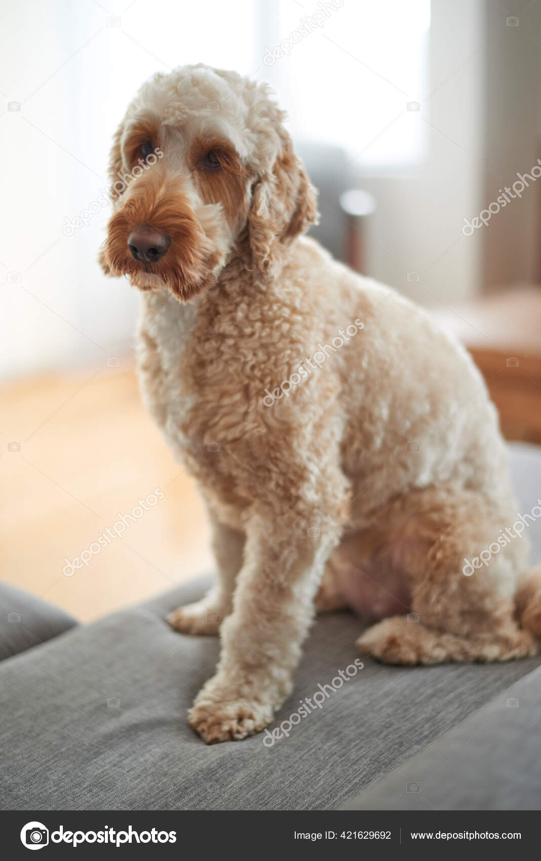 Download Spoodle Dog Nz Pics