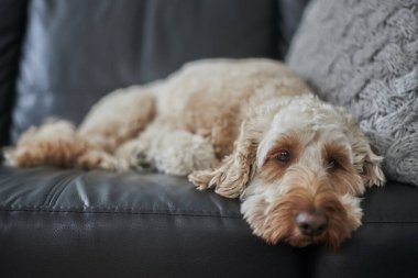 Bir hayaletin stüdyo fotoğrafı.