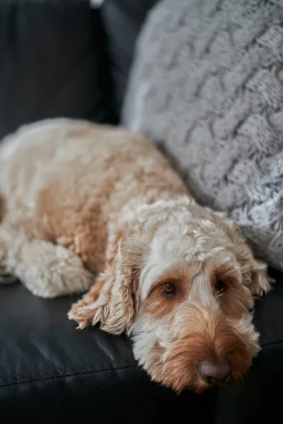 Uma Foto Estúdio Spoodle — Fotografia de Stock