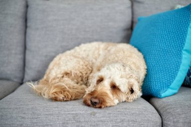 Bir hayaletin stüdyo fotoğrafı.