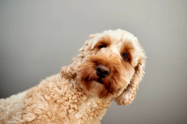 Studio Photo Spoodle — Stock Photo, Image