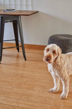 Evde bir ofis kurulumunun fotoğrafı.