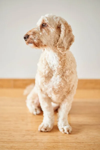 Studio Photo Spoodle — Stock Photo, Image